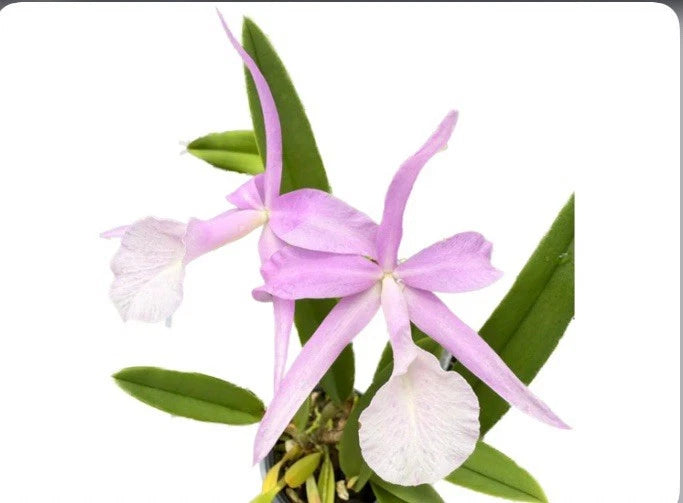 Purple and white orchid flower with green leaves