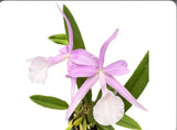 Brassocatanthe Estrella Andina (Bc. Fuchs Star x Guar. skinneri) Orchid 4.5Ó Pot Orchids