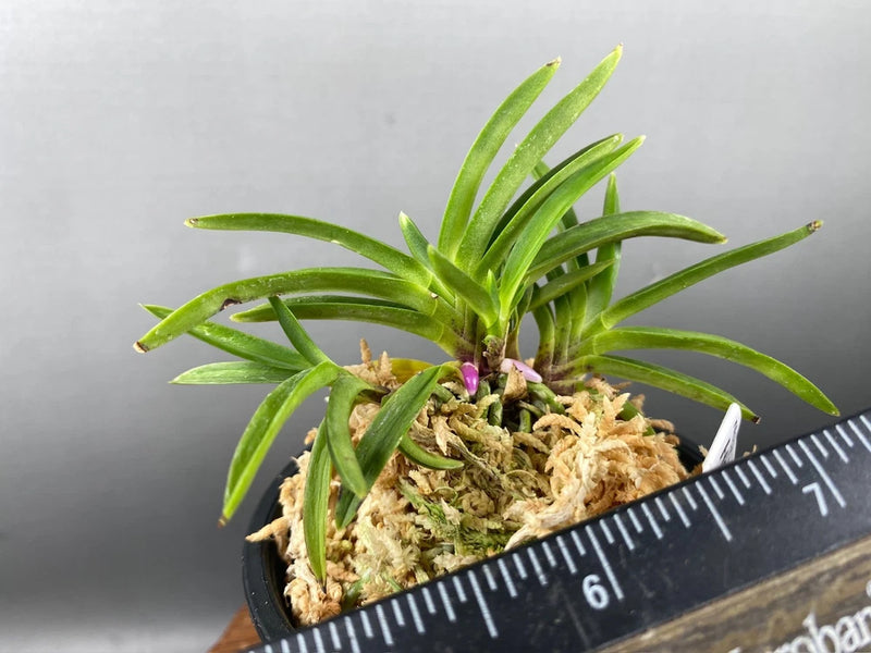 Neofinetia falcata(japaneseorchid)tiger stripe/ruby roots/HOUMEIDEN ___ Orchids