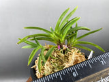 Tiger stripe orchid plant with green leaves in small pot, visible roots and moss