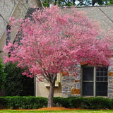 2 Okame Flowering Cherry Trees 2-3ft Tall Now Live Cherry Blossom Trees Flowering Plants