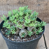 D5815 EUPHORBIA JAPONICA COMPACT pot18-H9-W14 cm MaMa Cactus Green Plant