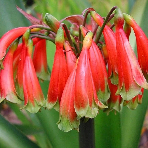 Clivia flower cluster with red-orange drooping buds and green tips