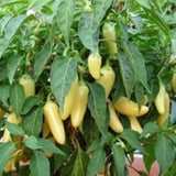 25 + seeds Cascabella   hot pepper garden planting spicy food Garden Plants