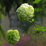 1 Pack 50 Green Hydrangea Flower Seeds Hydrangea macrophylla Garden Flowers Hydrangea