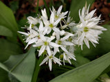 500 ALLIUM URSINUM Seeds (Wild Garlic) | NON-GMO | Free shipping | Garden seeds Garden Plants