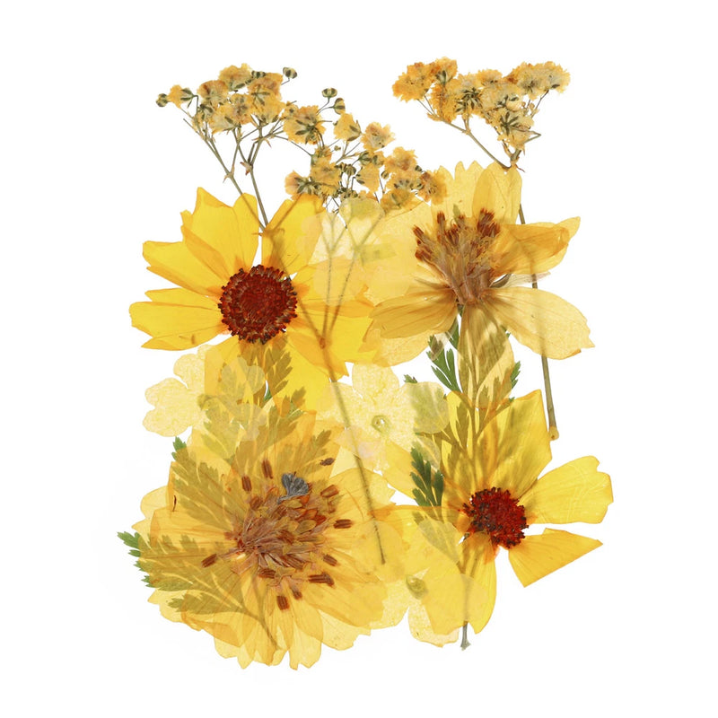 Assorted pressed dried yellow flowers and leaves for DIY craft art