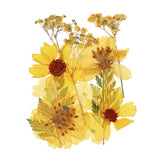 Dried Pressed Flowers Real Dry Pressed Leaves for DIY Art Crafts Multicolor Dried Flower