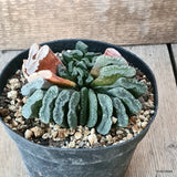 D5615 HAWORTHIA TRUNCATA pot14-H8-W11 cm MaMa Cactus Green Plant