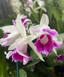 Orchid live Laelia purpurata var. trilabelo - bare root Orchids