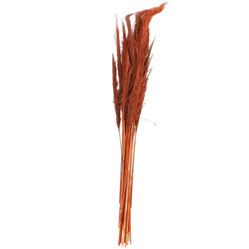 35 In. Tall Pampas Grass Natural Foliage (1 Bundle) Pampas Grass