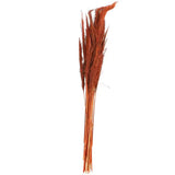 35 In. Tall Pampas Grass Natural Foliage (1 Bundle) Pampas Grass