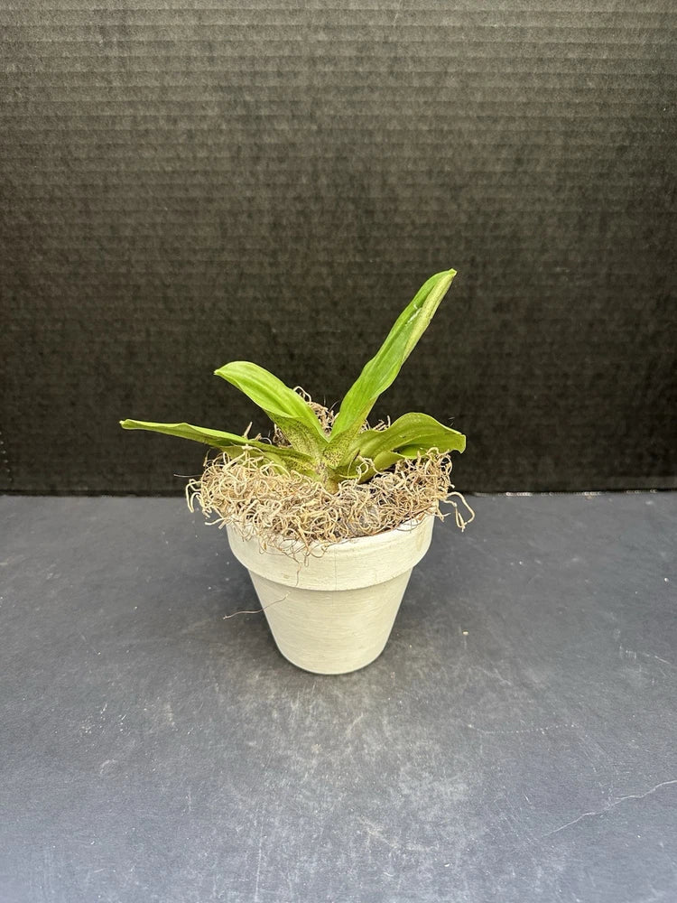 Green orchid plant with short leaves in light beige pot, roots visible