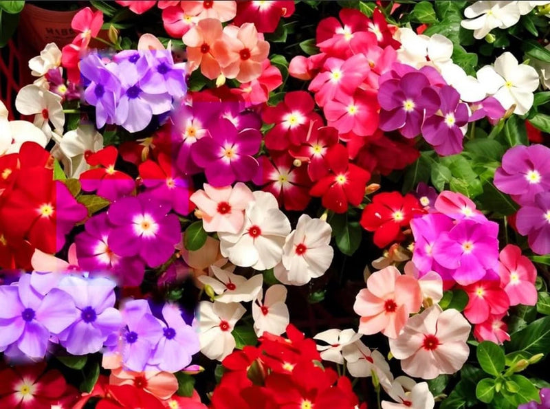 100PCS Mixed Vinca Minor Seeds Periwinkle Home Garden Seeds Heirloom Flower Garden Plants