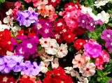 100PCS Mixed Vinca Minor Seeds Periwinkle Home Garden Seeds Heirloom Flower Garden Plants