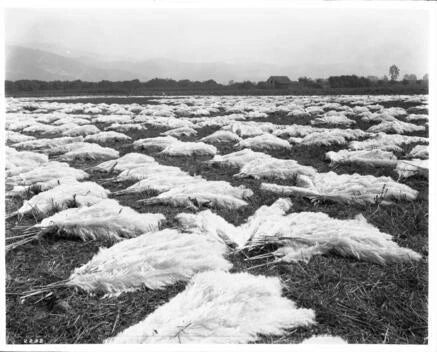 Field filled with drying pampas grass plumes 1903 California Old Photo Pampas Grass