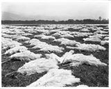 Field filled with drying pampas grass plumes 1903 California Old Photo Pampas Grass