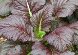 MUSTARD SEEDS 500+ GIANT RED HEAT TOLERANT healthy GARDEN greens FREE SHIPPING Garden Plants