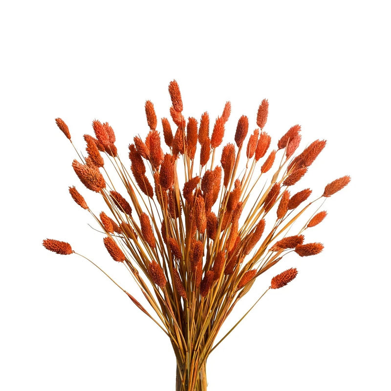 120Pcs Orange Pampas Grass Bunny Tails Dried Flowers, 17" Dried Fall Flowers ... Pampas Grass