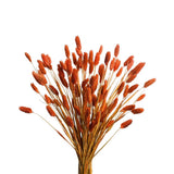 120Pcs Orange Pampas Grass Bunny Tails Dried Flowers, 17" Dried Fall Flowers ... Pampas Grass