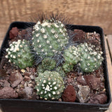 D3433 COPIAPOA HUMILIS LONGISPINA pot14-H8-W14 cm MaMa Cactus Green Plant