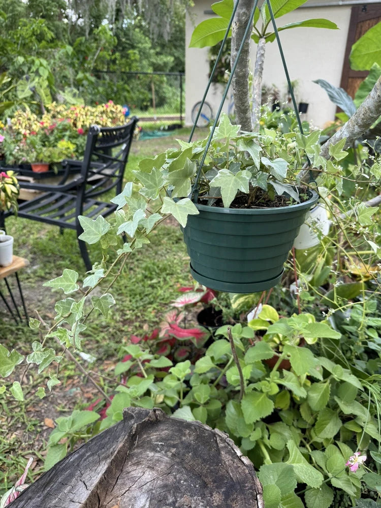 Hanging plant basket with lush green ivy foliage in a round dark green pot