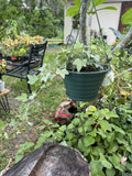 Ivy Live Plant Basket Orchids