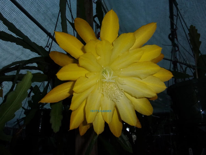 Yellow orchid flower cutting with open petals and green leaves