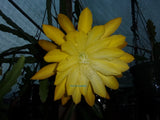 Epiphyllum " KIWI DEBUTANTE " Cutting Orchids