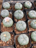2PCS Succulent Cactus Plant LW Beautiful Cactus Garden DŽcor Boutique Garden Plants