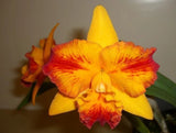 Orchids Laelia Cattleya Pot. Fordyce Prelude ÔPinnacleÕ AM/AOS Orchids
