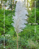 15 Stems 43Ó inch Pamwee Natural Dried Pampas Grass Decor Tall, Large and Fluffy Pampas Grass