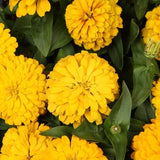 100+ Magellan Yellow Zinnia Seeds for Garden Planting - USA - FREE SHIPPING! Garden Plants