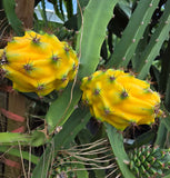 Yellow Dragon Fruit Live Plant - 3-6" Tall - Tropical Fruit Cactus for Gardening Garden Plants