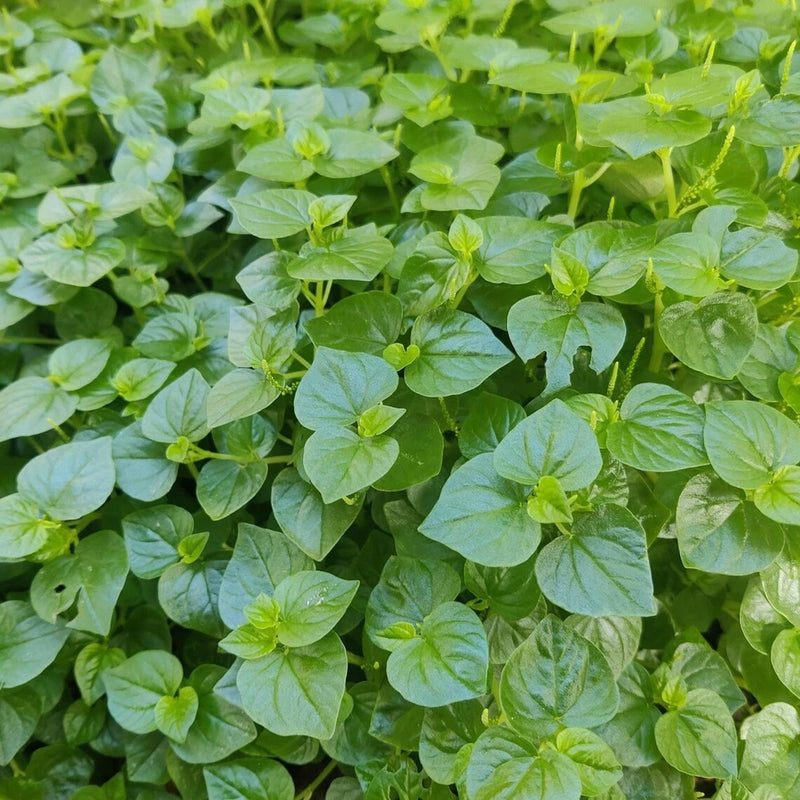 1000 Peperomia Pellucida Seeds Ð Edible Clearweed Salad Herb, Easy-to-Grow Garden Plants