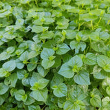 1000 Peperomia Pellucida Seeds Ð Edible Clearweed Salad Herb, Easy-to-Grow Garden Plants