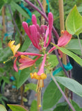 PINK LEMONADE HONEYSUCKLE 1G Vine Plant Fragrant Flowers Attracts Hummingbirds Flowering Plants