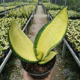 Sansevieria Futura Gold Variegated Live Plant Rare Snake Grow in Pot Green Plant
