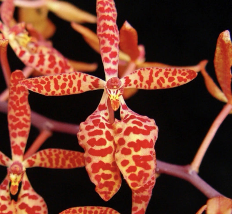 Speckled red and orange orchid flower with curved petals and central column