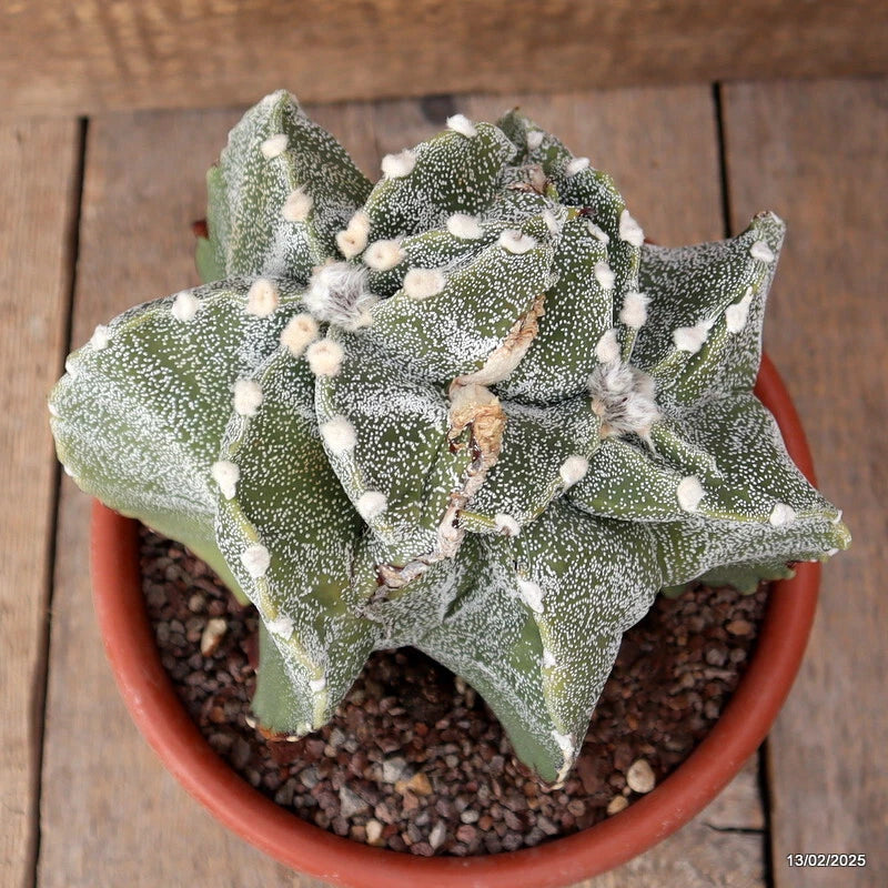 Green Astrophytum cactus with white speckles and small spines in terracotta pot