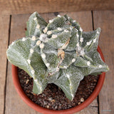 A6574 ASTROPHYTUM MYRIOSTIGMA DICHOTOMIC pot20-H19-W21 cm MaMa Cactus Green Plant