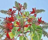 Erythrina Variegata, tiger's claw Indian Coral Tree tropical fresh seed 10 seeds Orchids