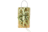 Tillandsia Curly Slim Air Plant on a Cedar Plank - Wholesale- Easy Care Plants Green Plant
