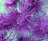 ASTER NEEDLE UNICUM VIOLET Callistephus Chinensis - 200 Bulk Seeds Garden Plants