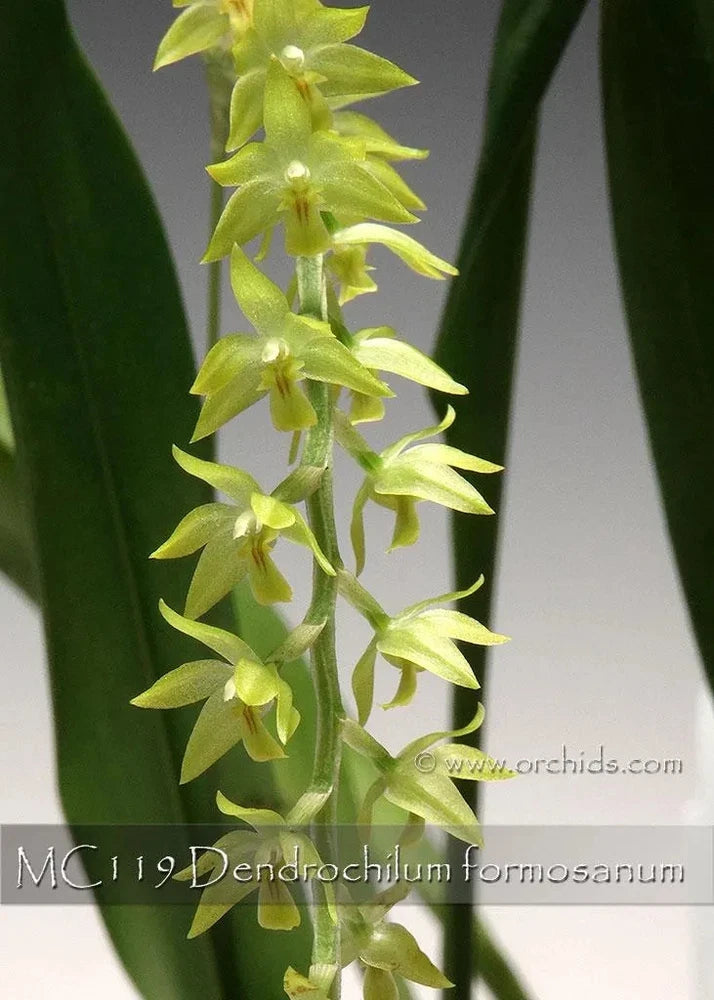 Mini Dendrochilum orchid 'Montclair' with light green blooms
