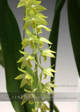 Fragrant.  Mini Dendrochilum formosanum ' Montclair' Orchids
