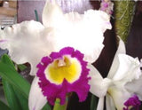 Rlc Blance Asiaka 'Yuki' seedling size cattleya orchid clone. Large fragrant Orchids