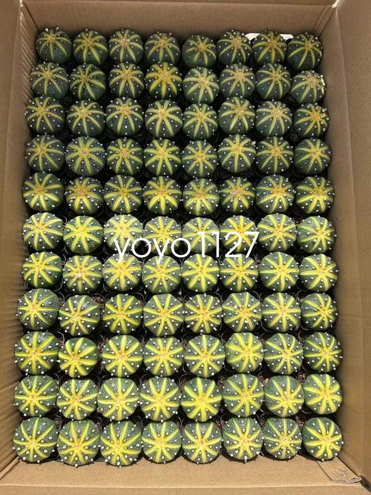 5pcsAstrophytum asterias Beautiful Cactus Indoor and Outdoor Family Garden4-5cm Garden Plants