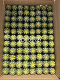 5pcsAstrophytum asterias Beautiful Cactus Indoor and Outdoor Family Garden4-5cm Garden Plants