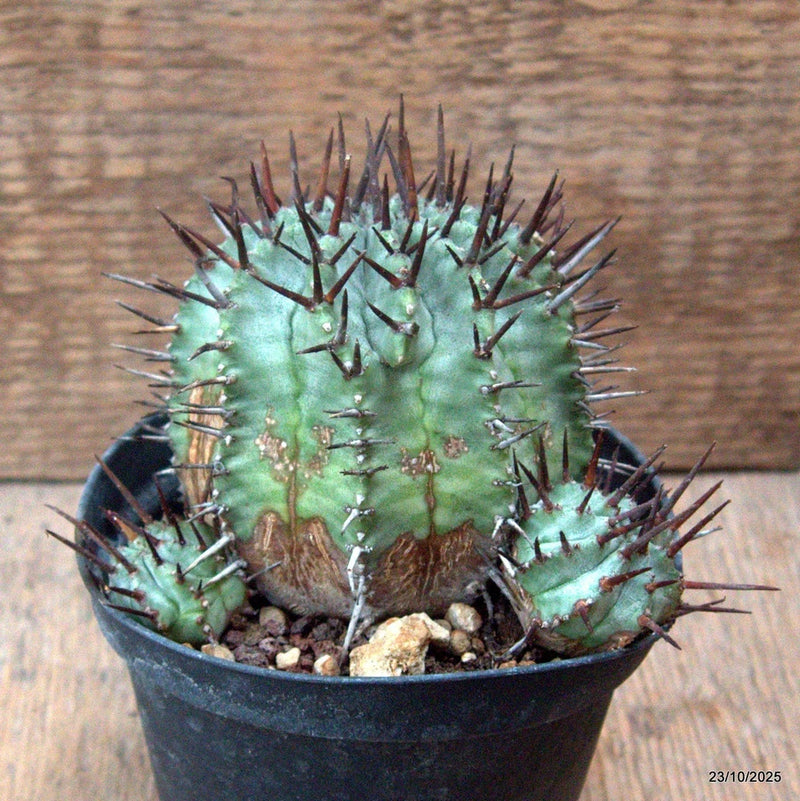 D7136 EUPHORBIA HORRIDA pot10-H8-W11 cm MaMa Cactus Green Plant